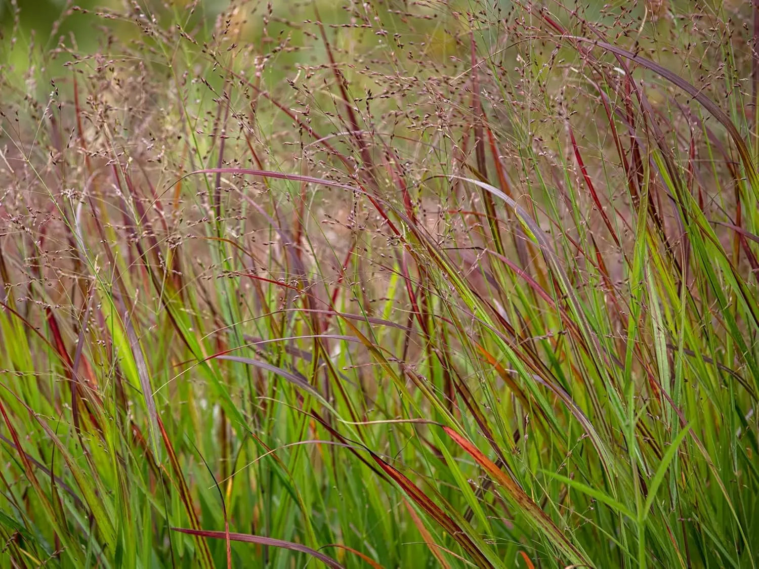 Feuerrote Rutenhirse Panicum virgatum 'Squaw' im XXL-Topf, Ziergras mit roten Blättern, von Stauden Gänge.
