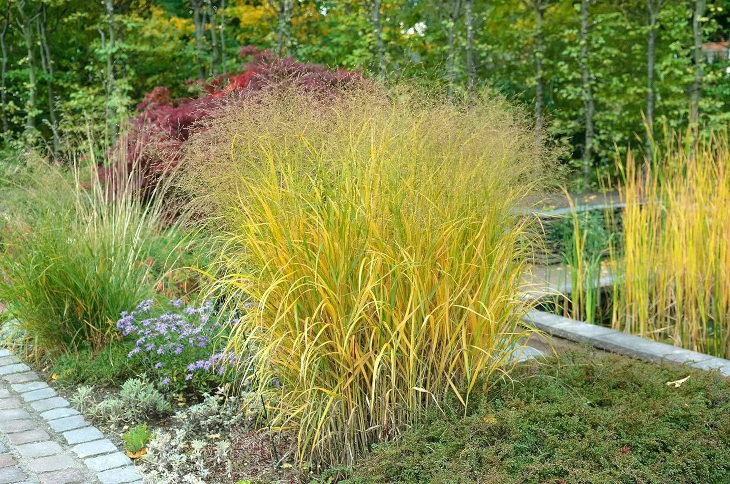 Ziergras Panicum virgatum 'Strictum' mit gelben Ruten, Stauden Gänge, dekoratives graues Blatt und aufrechter Wuchs.