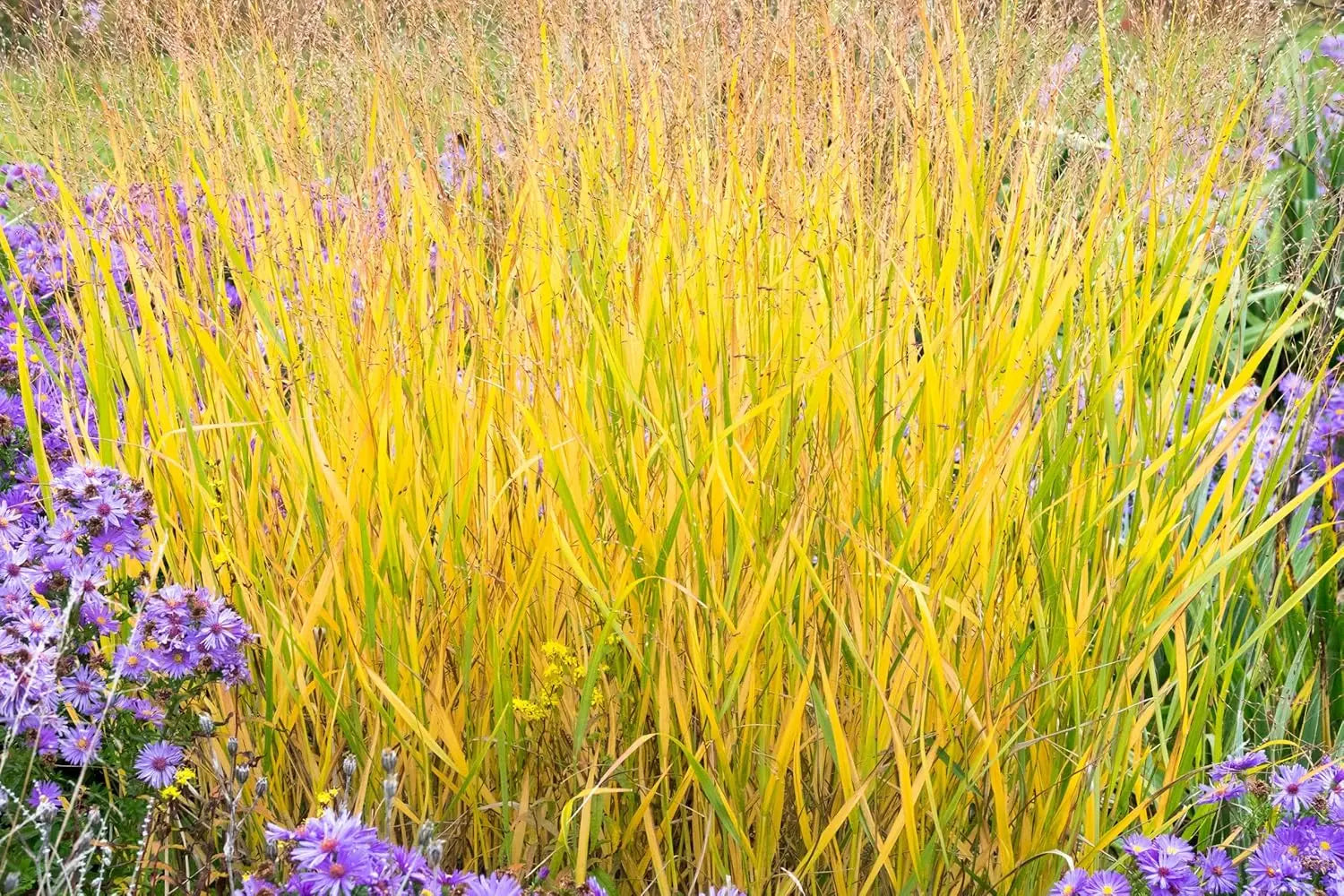 Gelbe Rutenhirse Panicum virgatum 'Strictum' Ziergras von Stauden Gänge, grasartige Pflanze mit gelben, aufrechten Halmen