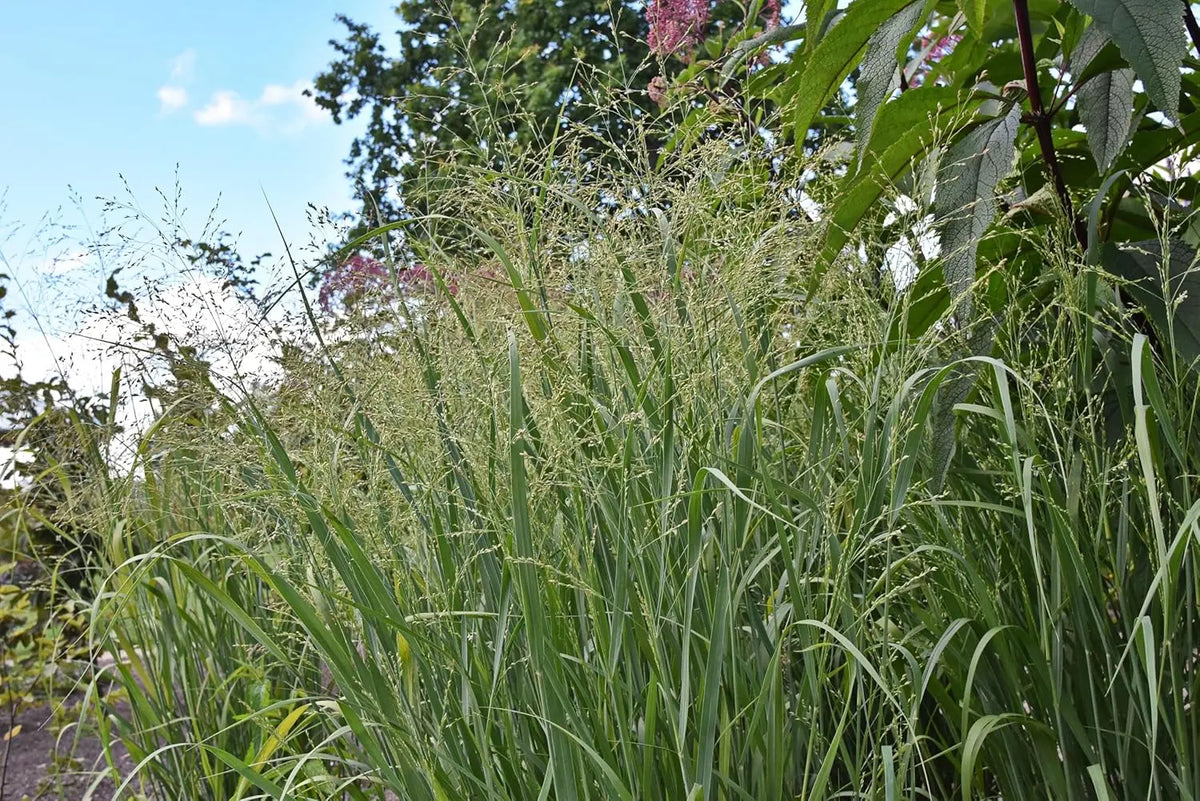 Ziergras Panicum virgatum 'Strictum' mit gelben Ruten, hellgrünen Blättern, Stauden Gänge, natürliche Gartendekoration