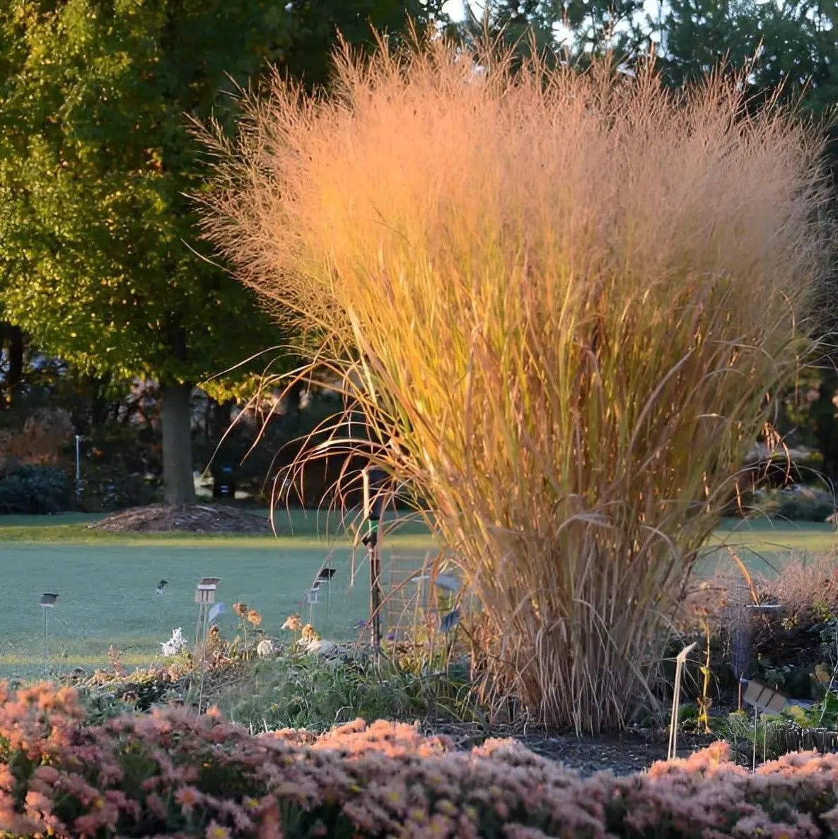 Ziergras Panicum virgatum 'Thundercloud' mit hohen, leuchtenden Ruten, Stauden Gänge, aufrecht wachsend, sommergrün.