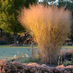 Ziergras Panicum virgatum 'Thundercloud' mit hohen, leuchtenden Ruten, Stauden Gänge, aufrecht wachsend, sommergrün.