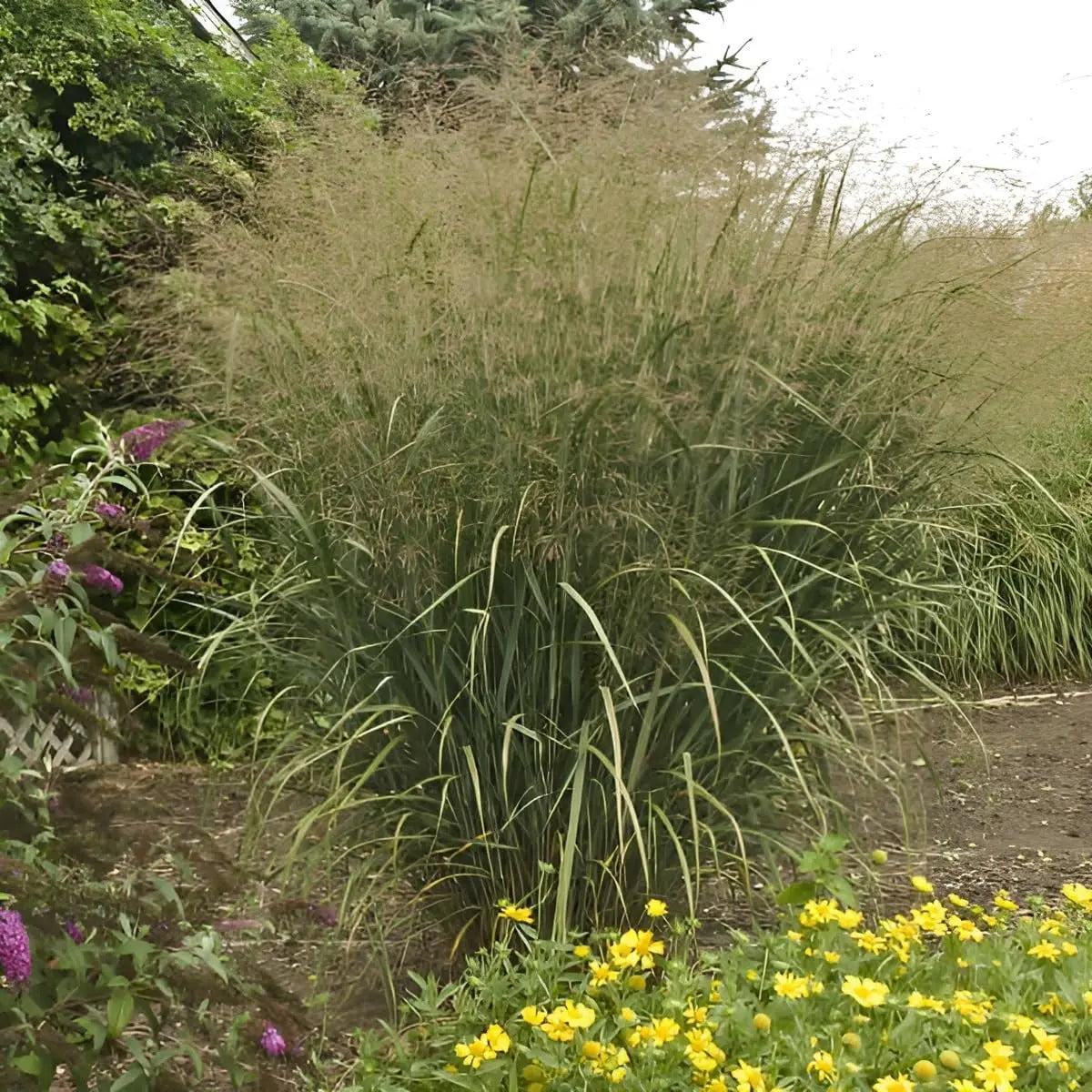 Ziergras Panicum virgatum 'Thundercloud' Riesen Rutenhirse, Stauden Gänge, mit hohen, horstförmigen Gräsern und rotem Laub