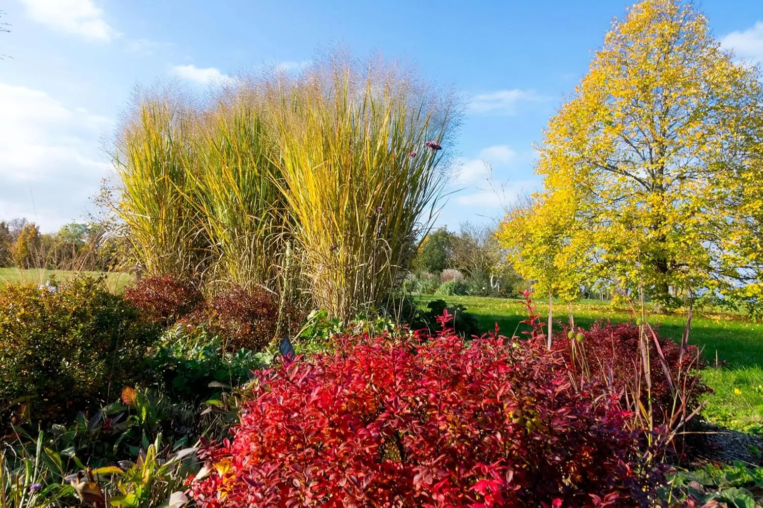 Ziergras Panicum virgatum 'Thundercloud' von Stauden Gänge, große Rutenhirse mit aufrechten, grazilen Halmen.