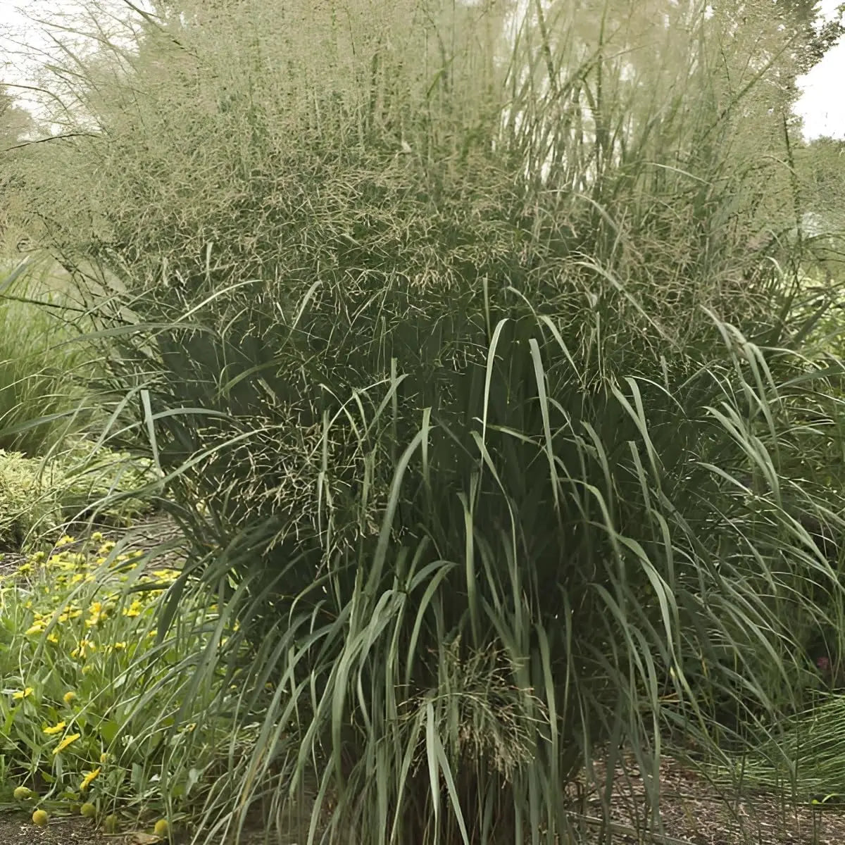 Ziergras Panicum virgatum 'Thundercloud' von Stauden Gänge, mit hohen, lockeren Ruten und bläulichem Blattwerk.