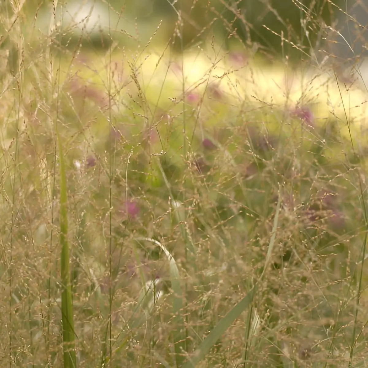 Ziergras Panicum virgatum 'Thundercloud' – Riesen Rutenhirse mit silbrig-blauen Halmen, Stauden Gänge, im Garten.
