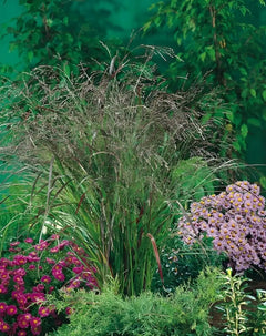 Ziergras Panicum virgatum 'Warrior' Rutenhirse, stehende Pflanze mit feinen, hellen Halmen, von Stauden Gänge.