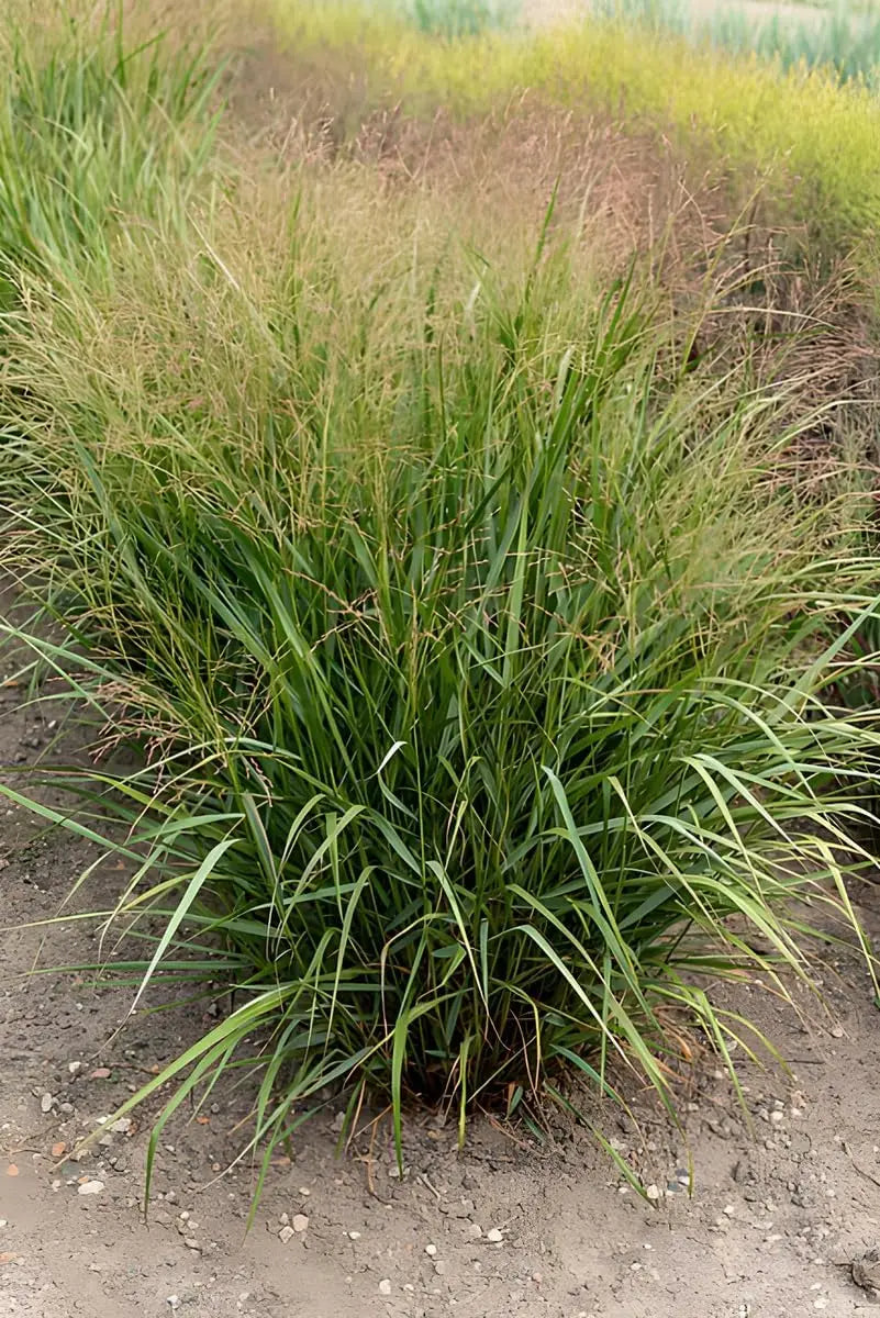 Ziergras Panicum virgatum 'Warrior' Rutenhirse mit hohen, grasartigen Halmen, Stauden Gänge, natürliche Gartenpflanze