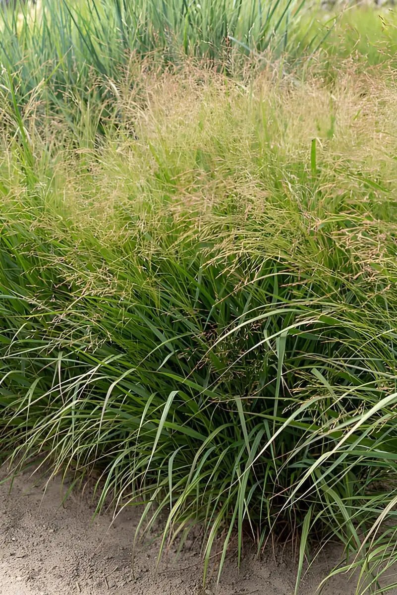 Ziergras Panicum virgatum 'Warrior' von Stauden Gänge, grüne Rutenhirse mit aufrechten Halmen im Garten.