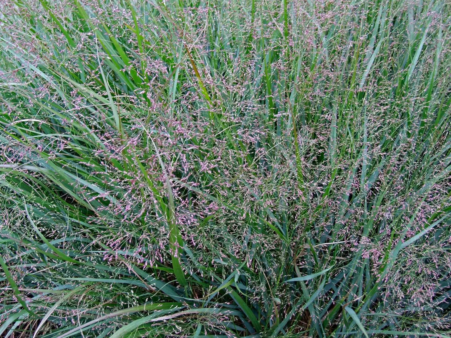 Ziergras Panicum virgatum 'Warrior' / Rutenhirse, standhaftes Ziergras mit feinen, aufrechten Halmen, in einem Garten.