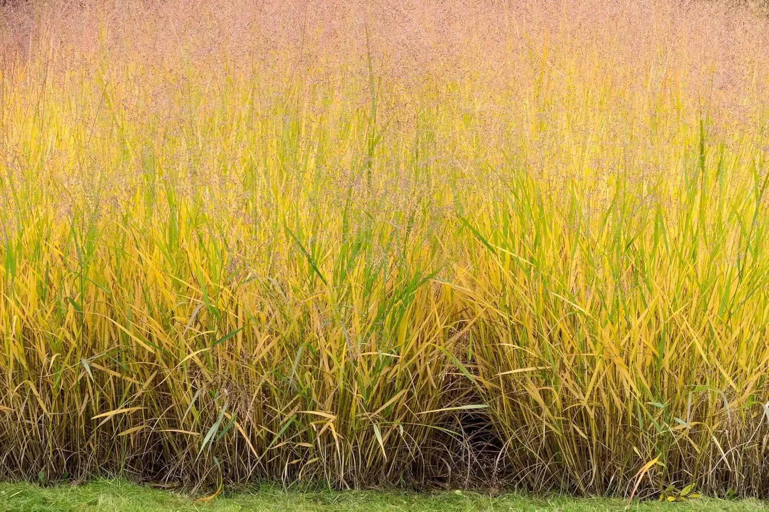 Ziergras Panicum virgatum 'Warrior' Rutenhirse, grüne, aufrechte Halme, im Garten mit natürlichem Hintergrund, von Stauden Gänge.