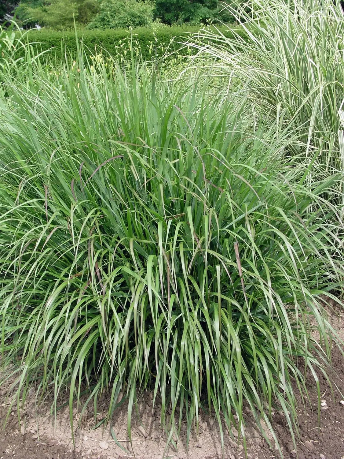 Ziergras Panicum virgatum 'Warrior' Rutenhirse mit langen, schmalen grünen Blättern, Stauden Gänge, in natürlicher Gartenszene