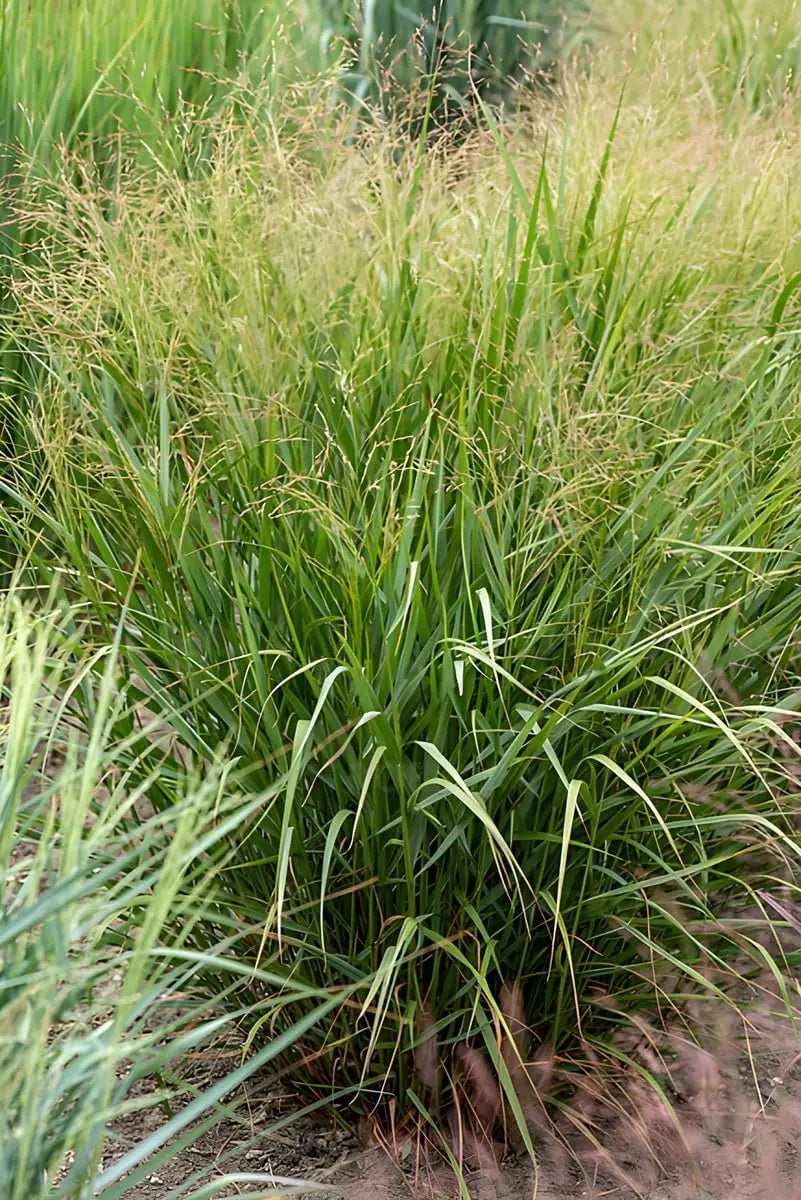 Ziergras Panicum virgatum 'Warrior' Rutenhirse, lebhaftes grünes Ziergras mit aufrechten Halmen, Stauden Gänge.