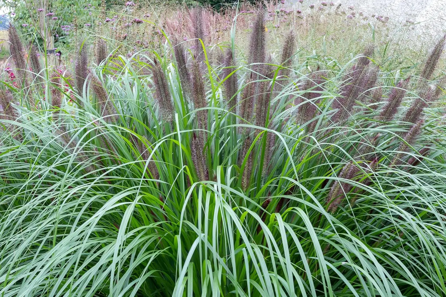 Schwarzes Lampenputzergras Pennisetum alopecuroides 'Black Beauty' im XXL-Topf, Ziergras von Stauden Gänge, dunkle Blätter