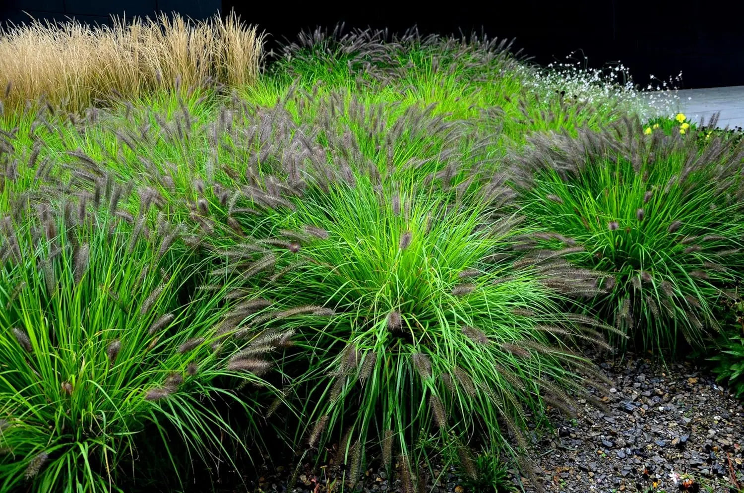 Schwarzes Lampenputzergras Pennisetum alopecuroides 'Black Beauty' im XXL Topf, Ziergras von Stauden Gänge, große Pflanze