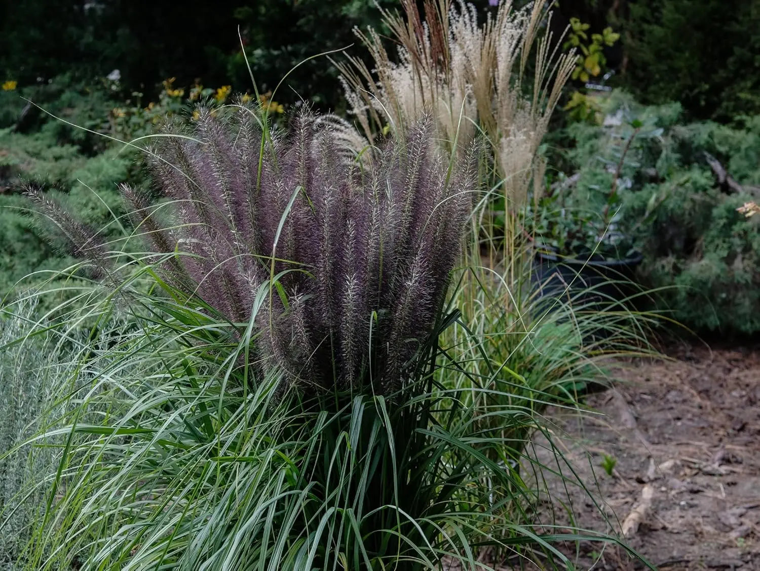 Schwarzes Lampenputzergras Pennisetum alopecuroides 'Black Beauty' im XXL-Topf, Ziergras von Stauden Gänge, Nahaufnahme