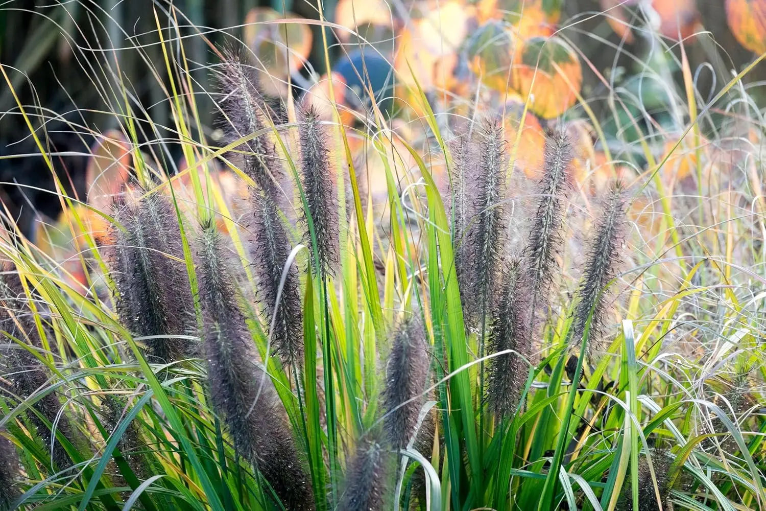 Schwarzes Lampenputzergras Pennisetum alopecuroides 'Black Beauty' in XXL Topf, Ziergras von Stauden Gänge.