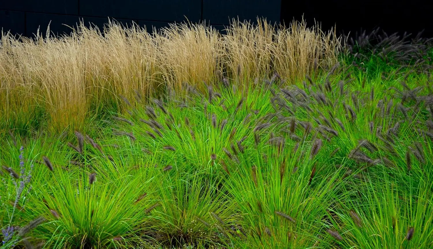 Schwarzes Lampenputzergras Pennisetum alopecuroides 'Black Beauty' im XXL Topf, Ziergras von Stauden Gänge, detailreiche Ansicht