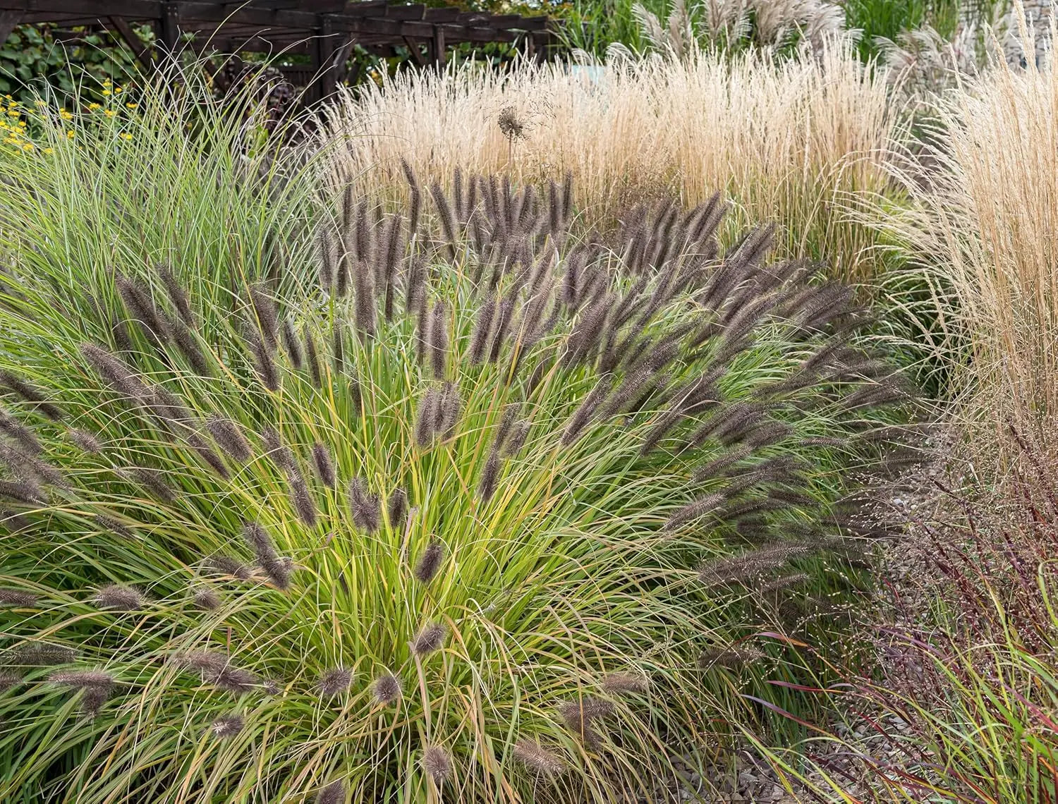 Ziergras Pennisetum alopecuroides 'Black Beauty' in XXL Topf, schwarzes Lampenputzergras, dekoratives Ziergras von Stauden Gänge