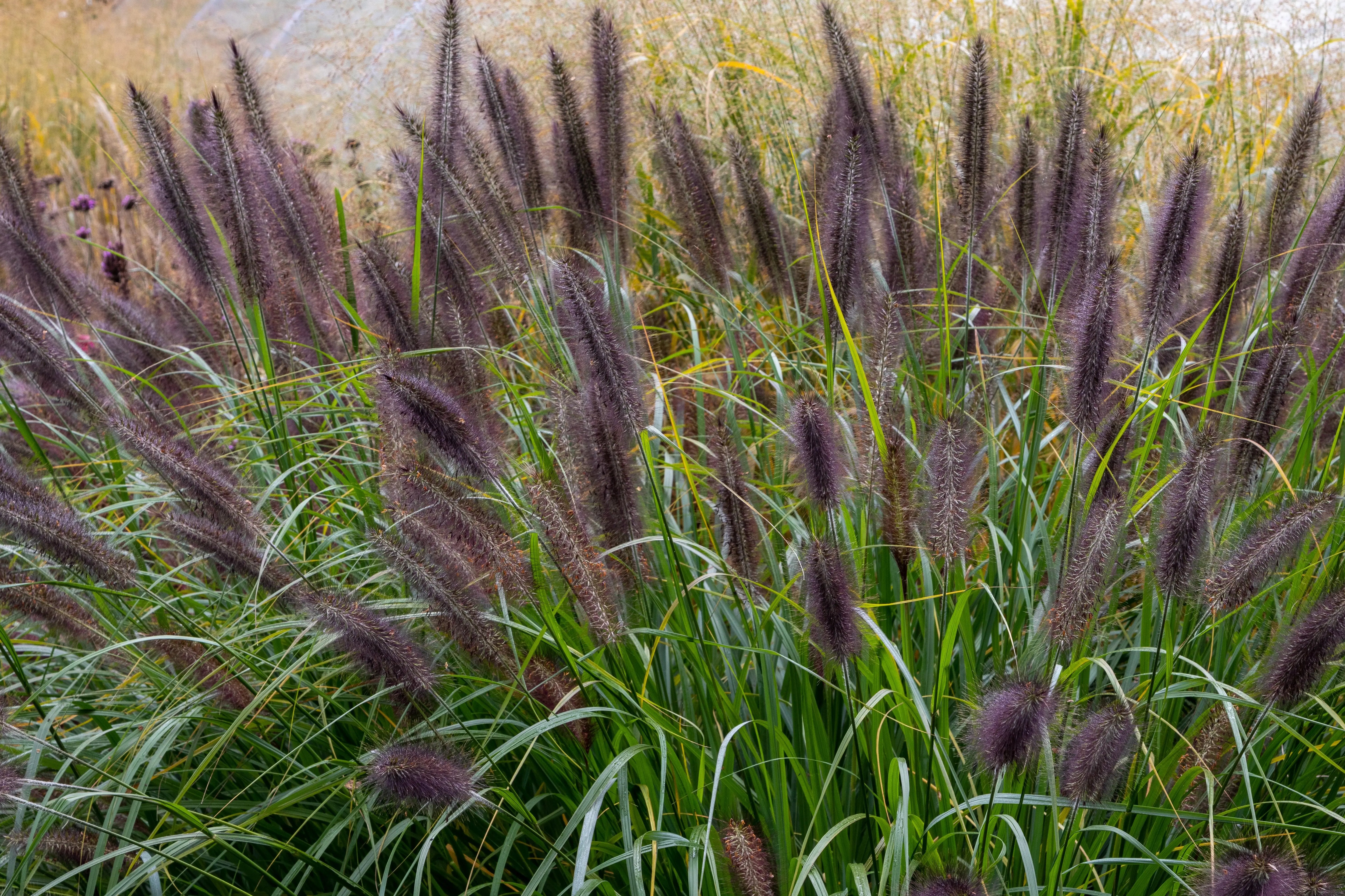 Schwarzes Lampenputzergras Pennisetum alopecuroides 'Black Beauty' im XXL Topf, Ziergras von Stauden Gänge.