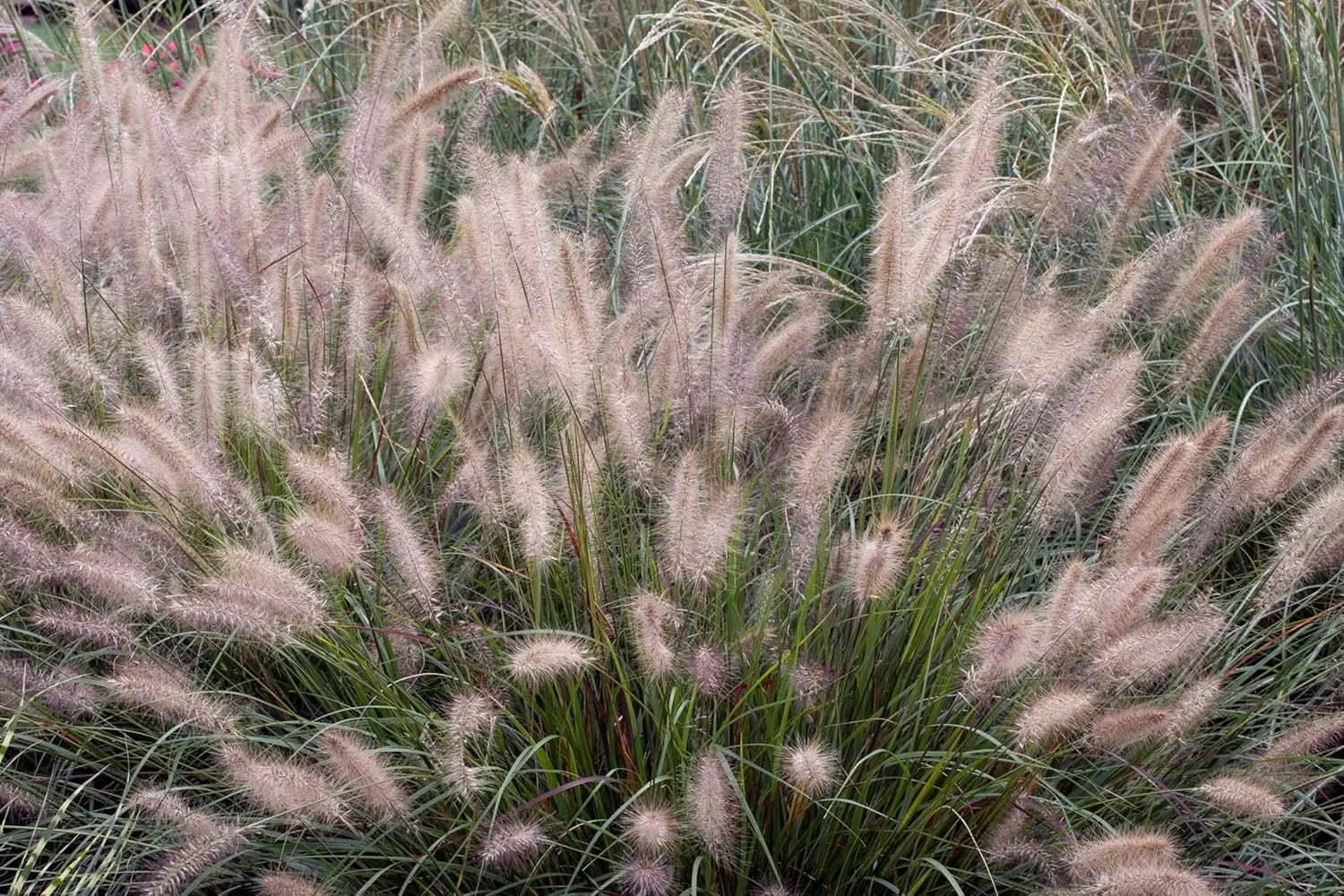Ziergras Pennisetum alopecuroides 'Cassian' von Stauden Gänge, Lampenputzergras mit dichten, weichen grünen Rispen im Garten