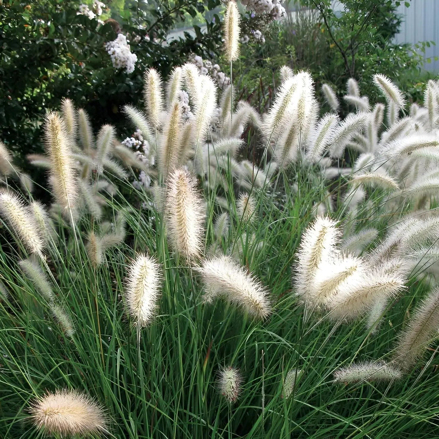 Ziergras Pennisetum alopecuroides 'Cassian' Lampenputzergras, grüne Halme mit weißen Blütenständen, im Garten.