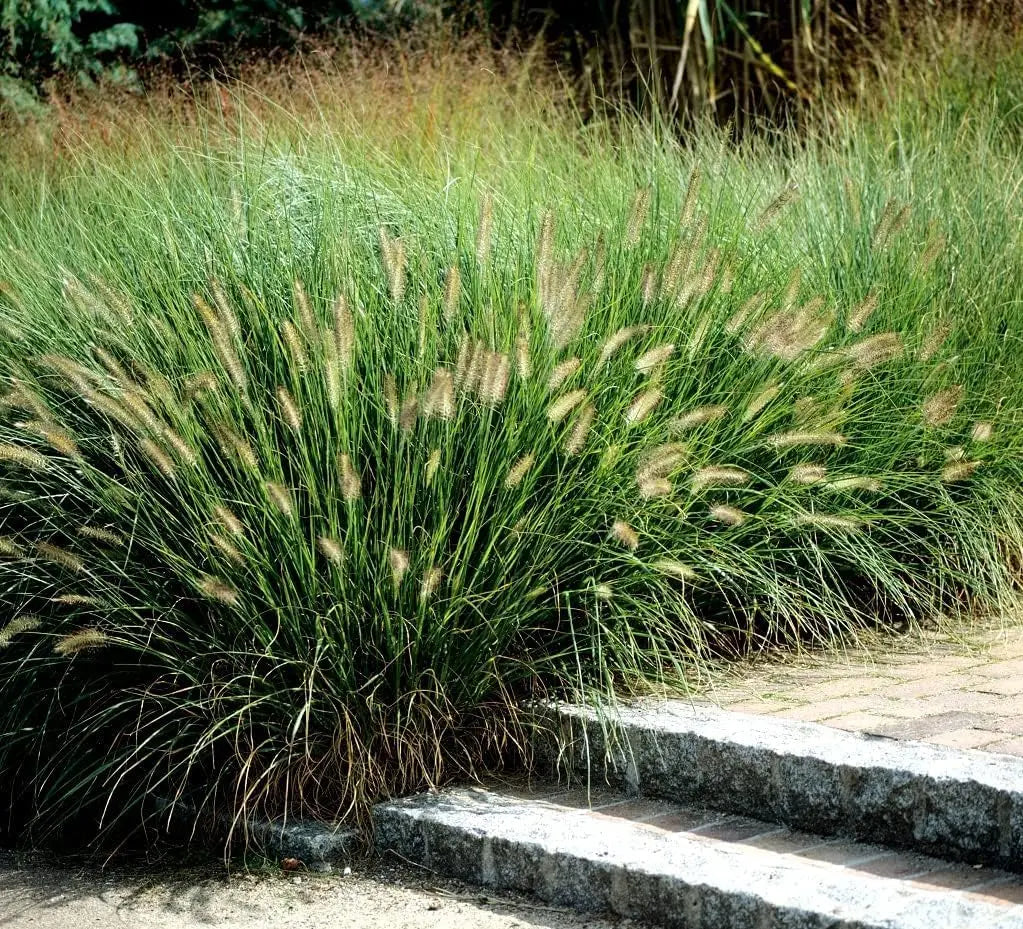 Ziergras Pennisetum alopecuroides 'Compressum' von Stauden Gänge, Lampenputzergras mit buschigem, kompaktem Wuchs.