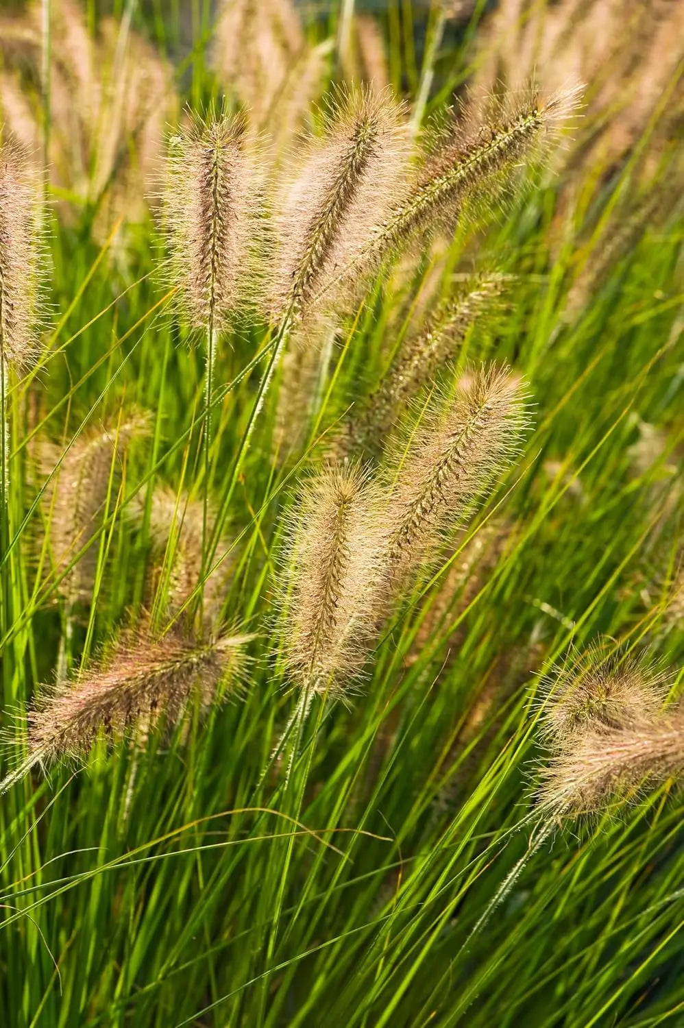 Ziergras Pennisetum alopecuroides 'Compressum' von Stauden Gänge, Lampenputzergras mit buschigem Wuchs und grünen Blättern