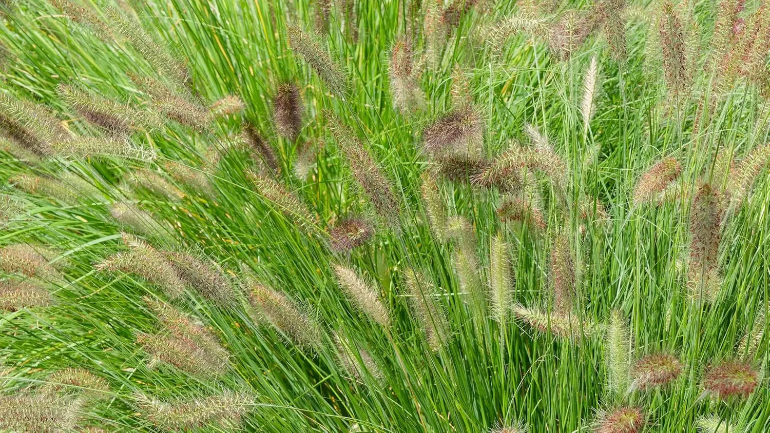 Ziergras Pennisetum alopecuroides 'Compressum' von Stauden Gänge, Lampenputzergras mit buschigem, dichten Wuchs, grüne Blätter