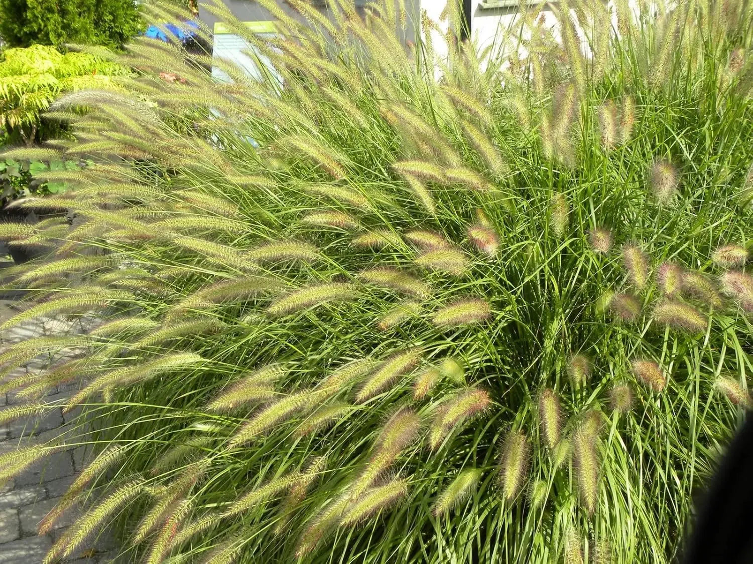 Ziergras Pennisetum alopecuroides 'Compressum' von Stauden Gänge, Lampenputzergras mit dichten, buschigen grünen Halmen.