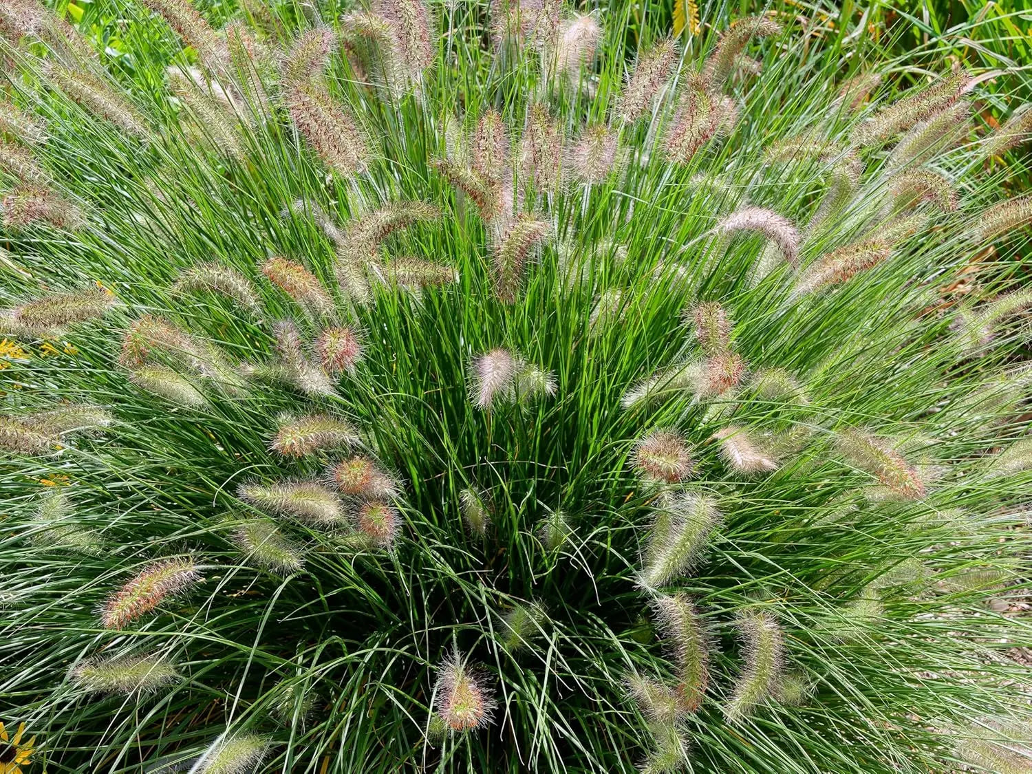 Lampenputzergras Pennisetum alopecuroides 'Compressum' als Ziergras, grüne, buschige Pflanze mit weichen, federartigen Halmen