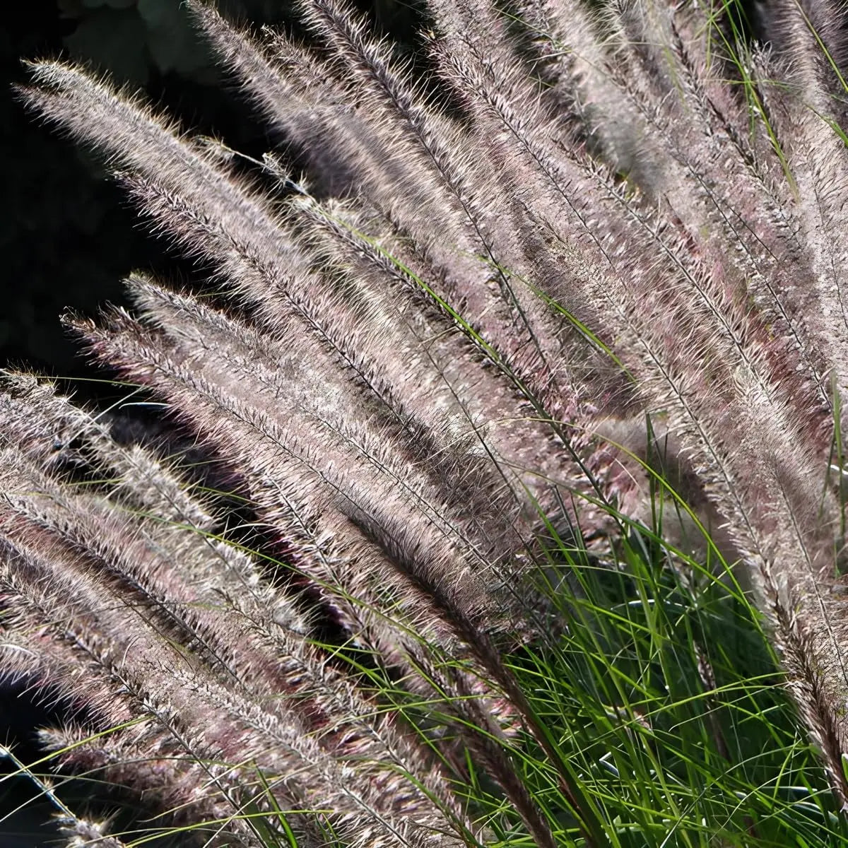 Ziergras Pennisetum alopecuroides 'Foxrot' von Stauden Gänge, Lampenputzergras mit üppigen, braunen Blütenständen.