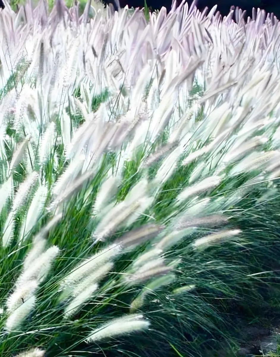 Ziergras Pennisetum alopecuroides 'Foxrot' mit flauschigen braunen Blütenständen, Stauden Gänge, Lampenputzergras.