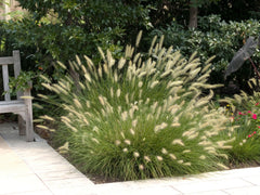 Ziergras Pennisetum alopecuroides 'Hameln' von Stauden Gänge, Lampenputzergras mit buschigem, grasartigem Wuchs.