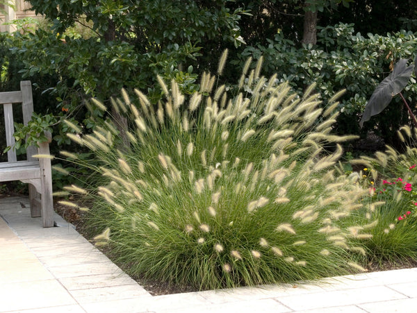 Ziergras Pennisetum alopecuroides 'Hameln' von Stauden Gänge, Lampenputzergras mit buschigem, grasartigem Wuchs.