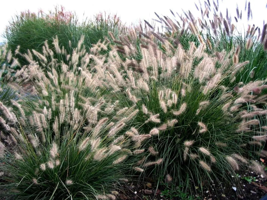 Pennisetum alopecuroides 'Hameln' Lampenputzergras im XXL-Topf, Ziergras von Stauden Gänge, sattes grünes Laub und aufrechter Wuchs
