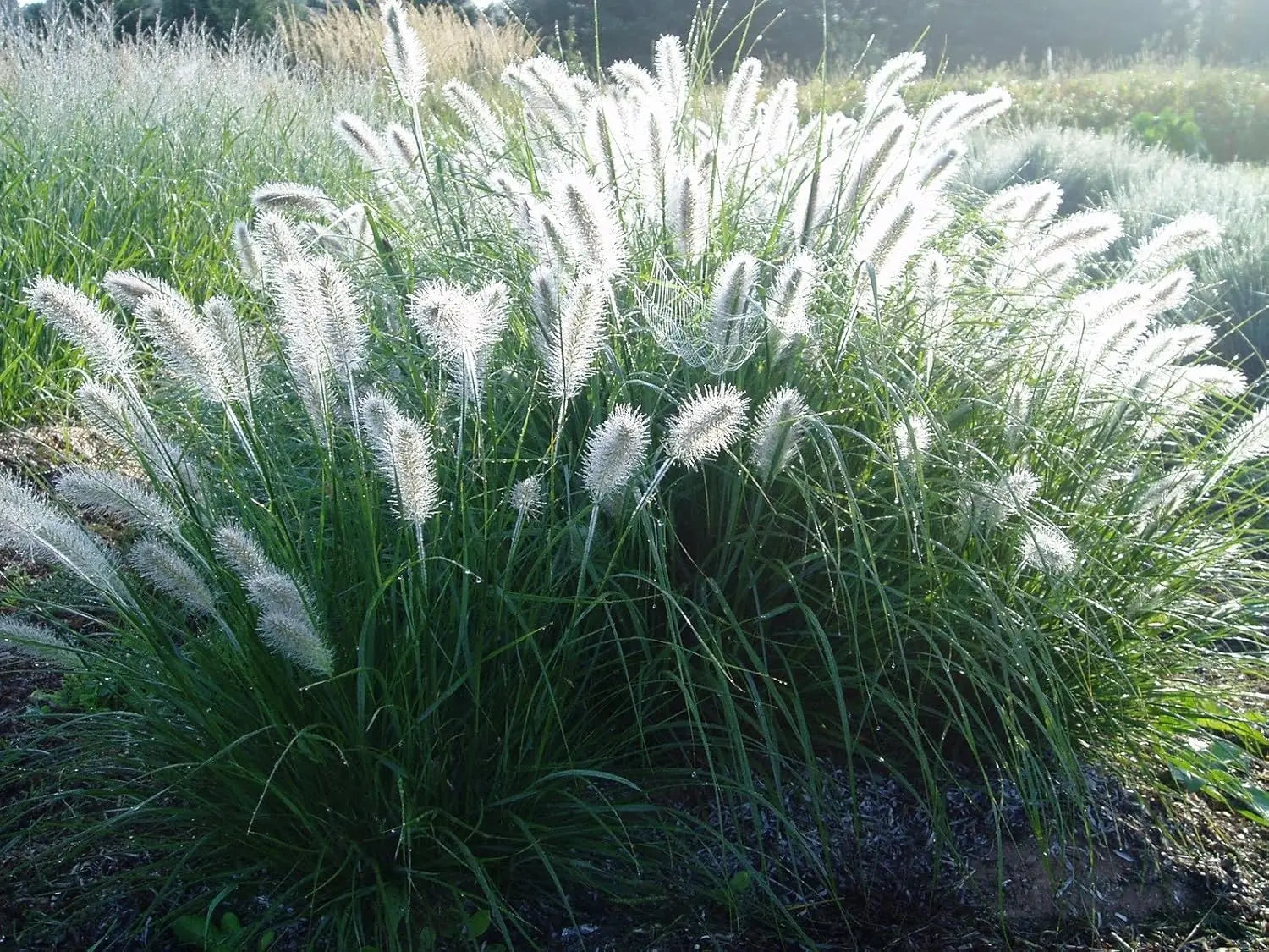 Ziergras Pennisetum alopecuroides 'Hameln' im XXL-Topf, Lampenputzergras, Stauden Gänge, grüne Halme, dekoratives Ziergras