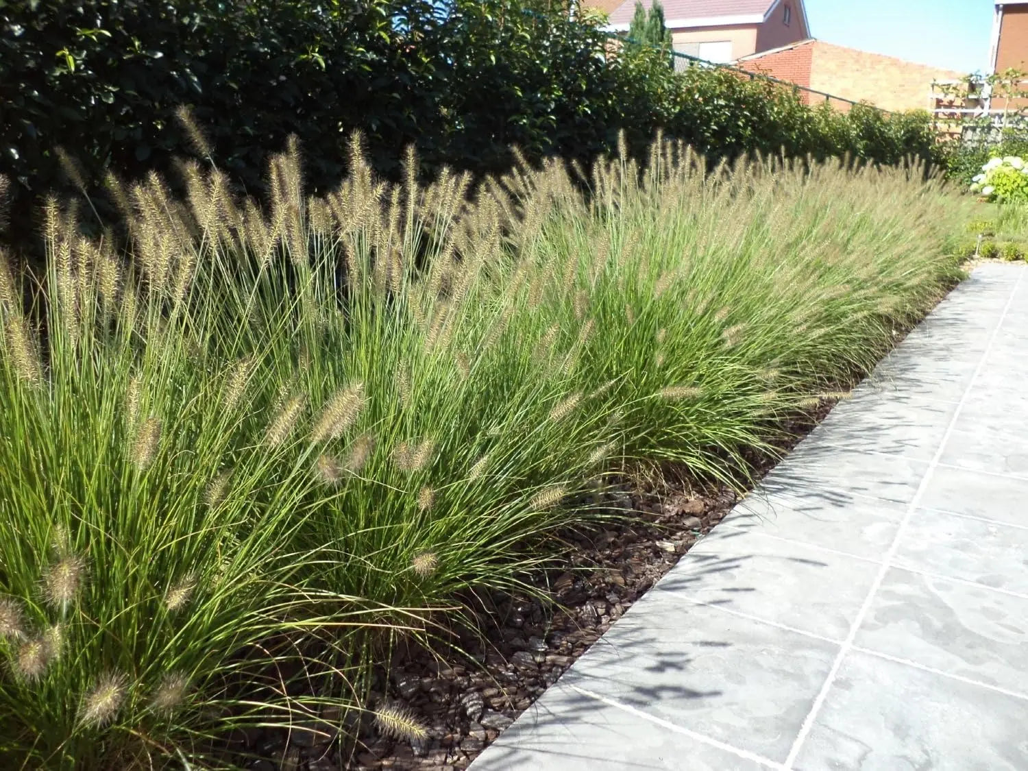 Ziergras Pennisetum alopecuroides 'Hameln' im XXL Topf, Lampenputzergras, Stauden Gänge, grüne Zierpflanze