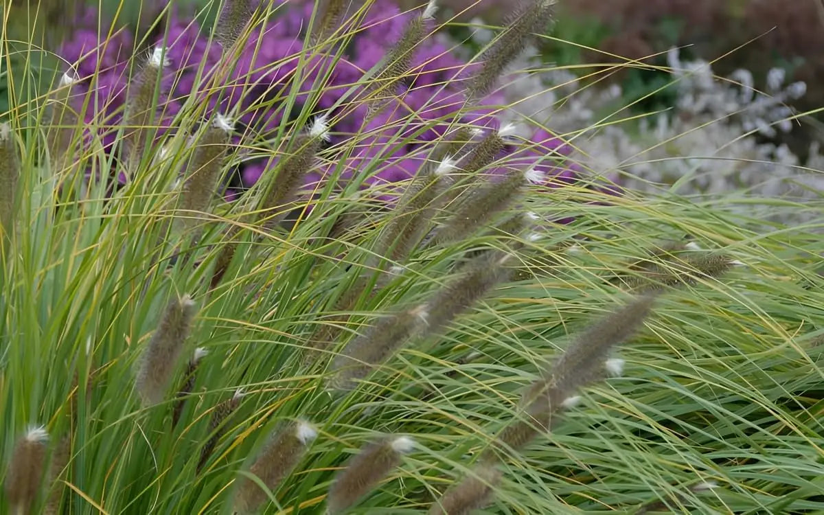 Ziergras Pennisetum alopecuroides 'Japonicum' von Stauden Gänge, Lampenputzergras mit üppigen, federartigen Wedeln in natürlicher Umgebung