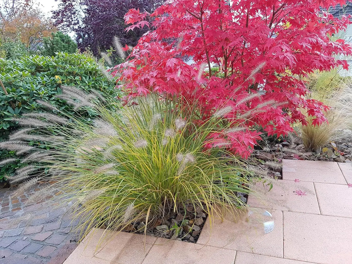 Ziergras Pennisetum alopecuroides 'Japonicum' Lampenputzergras, grüne bis braune Blütenstände, Stauden Gänge, Gartendekoration