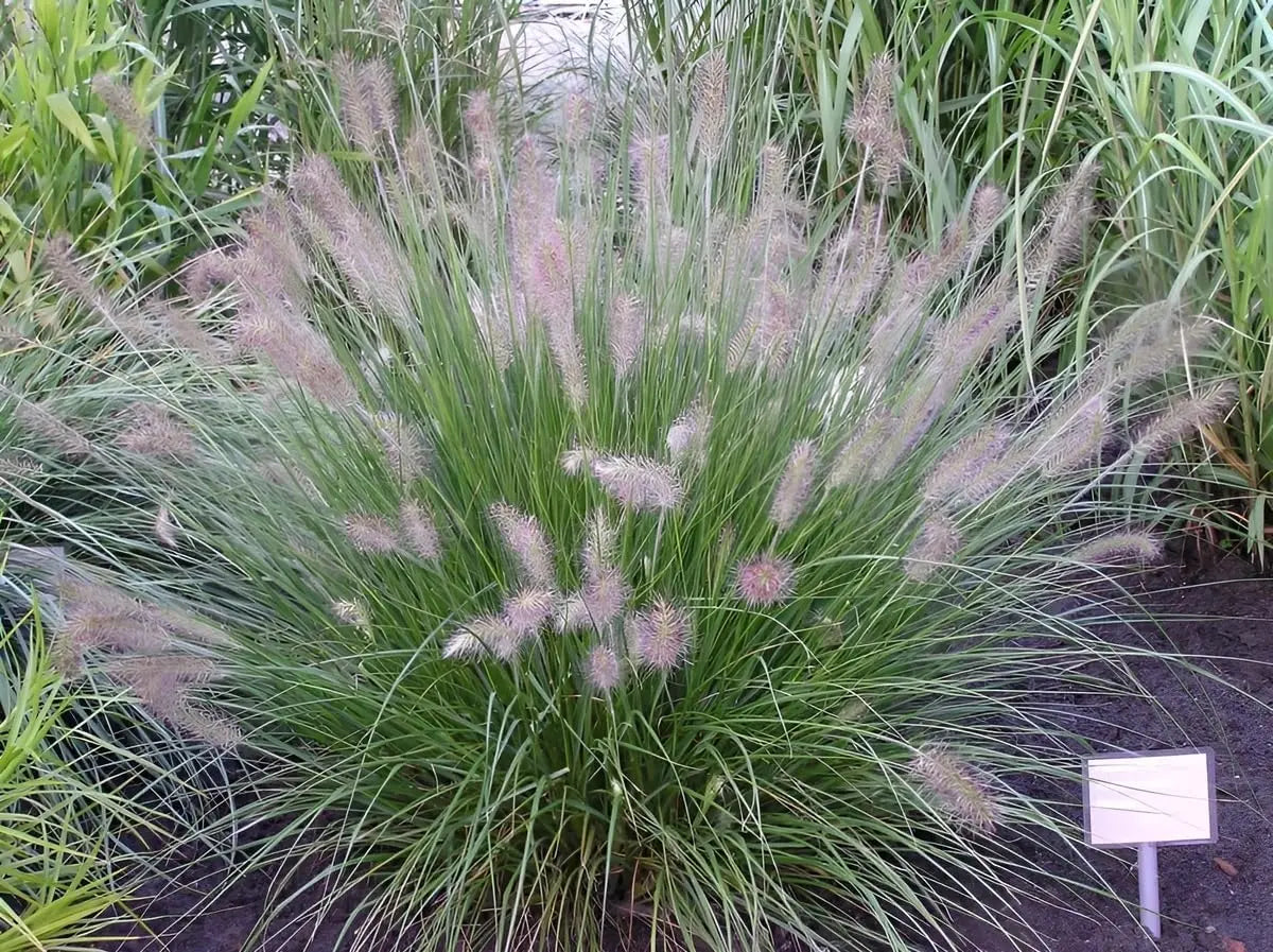 Ziergras Pennisetum alopecuroides 'Japonicum' mit buschigem, grünen Lampenputzergras, als Zierpflanze im Garten.