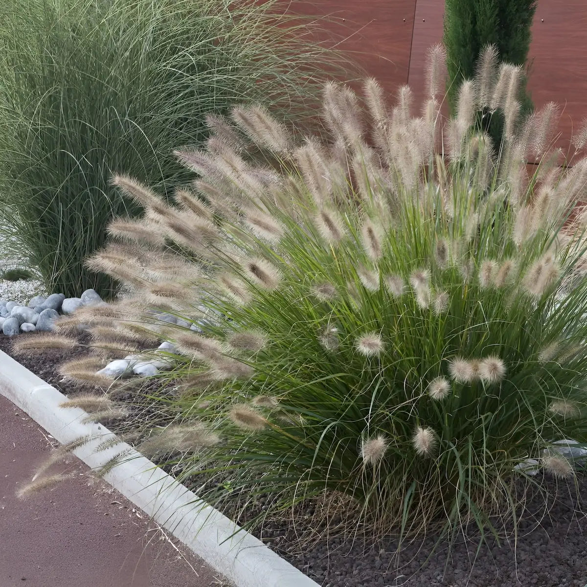 Ziergras Pennisetum alopecuroides 'Japonicum' Lampenputzergras, grüne Halme mit braunen Blütenständen, Stauden Gänge