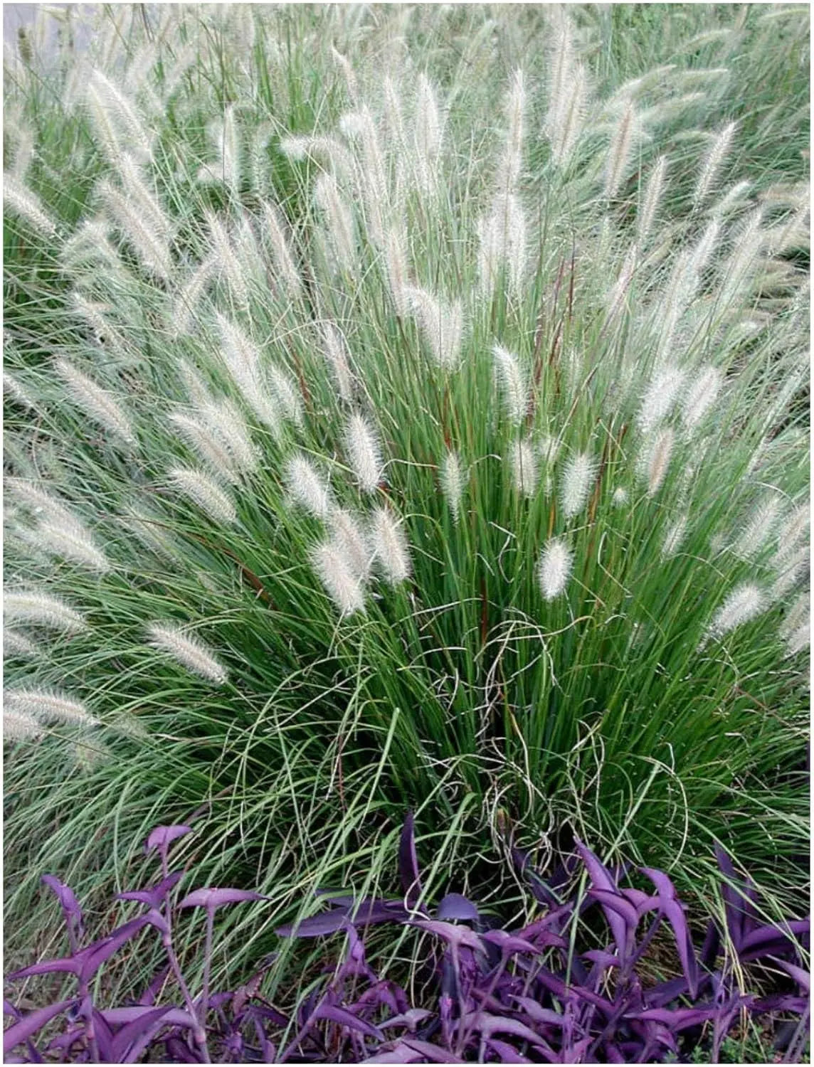 Pennisetum alopecuroides Lampenputzergras im XXL Topf, Ziergras von Stauden Gänge, grüne Pflanzen im Topf, Gartenpflanze