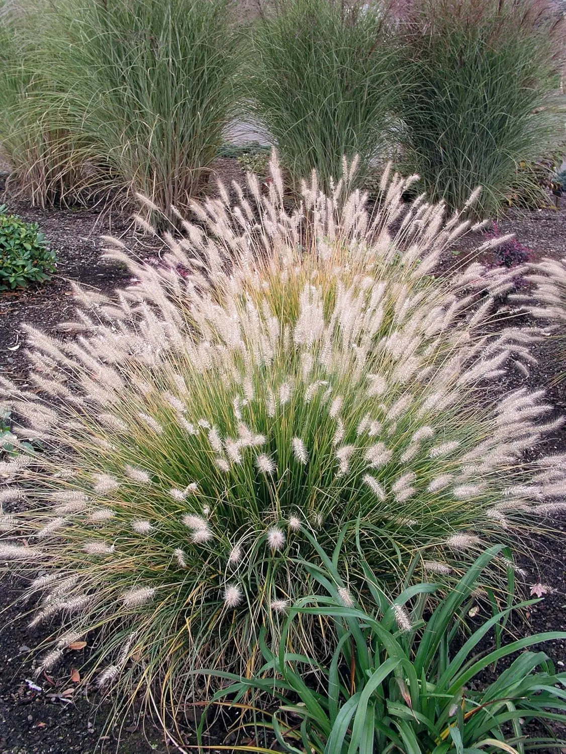 Lampenputzergras Pennisetum alopecuroides in XXL Topf, Ziergras von Stauden Gänge, mit grünen, buschigen Halmen vor hellem Hintergrund