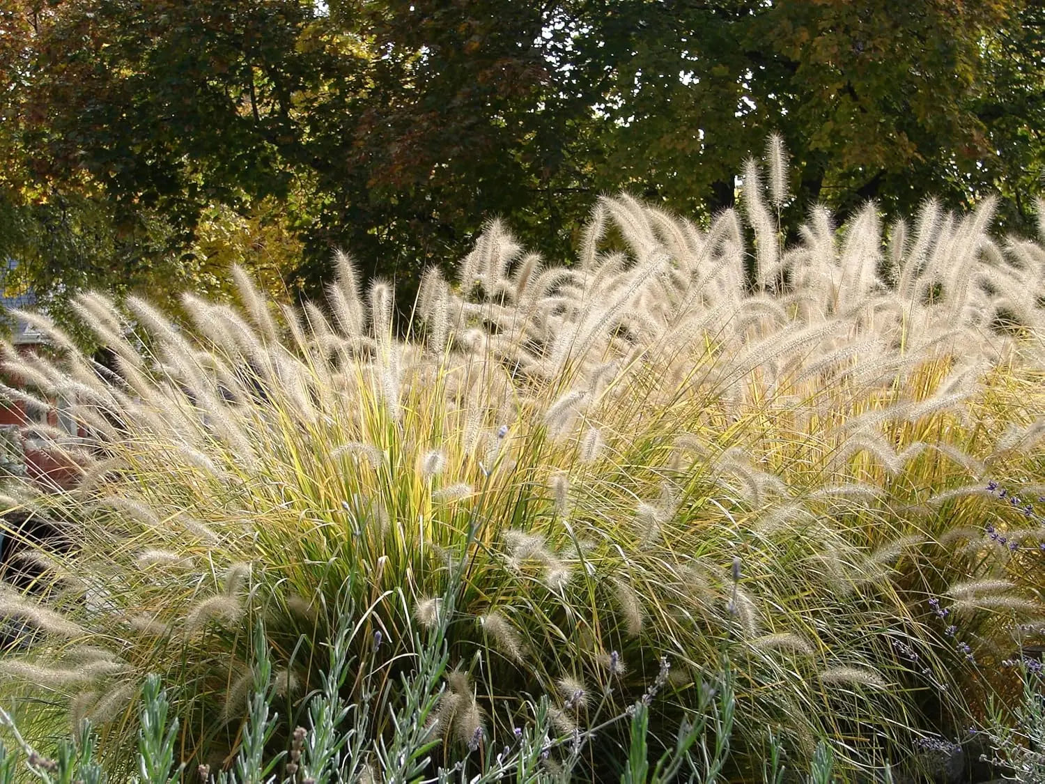 Ziergras Pennisetum alopecuroides Lampenputzergras im XXL Topf, auffälliges Stauden Gänge Ziergras mit üppigen Wedeln