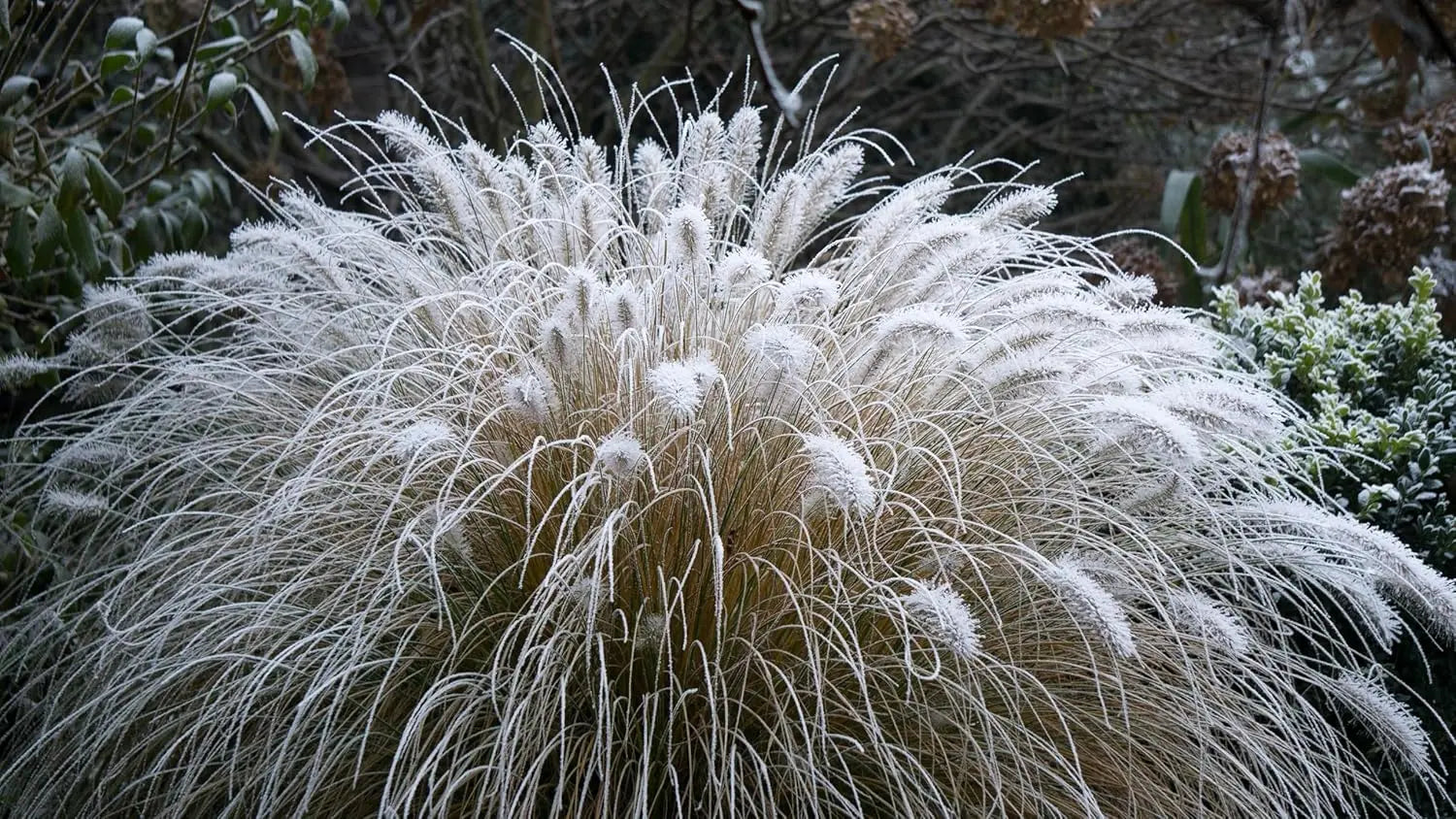 Ziergras Pennisetum alopecuroides in XXL Topf, Lampenputzergras, Stauden Gänge, grünes Laub, dekoratives Ziergras im Topf