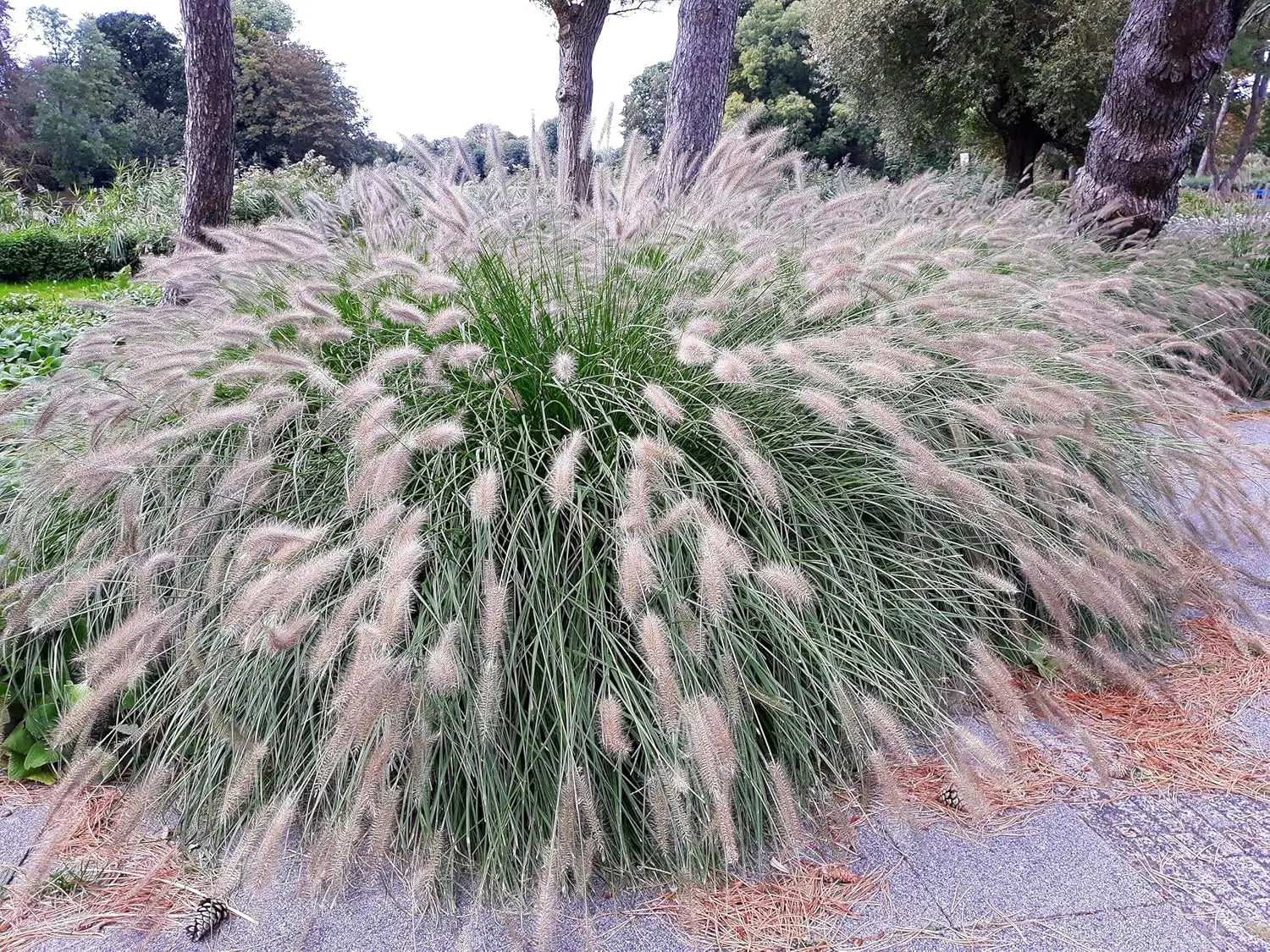 Ziergras Pennisetum alopecuroides, Lampenputzergras im XXL-Topf, Stauden Gänge, grüne Halme und Blütenstände sichtbar