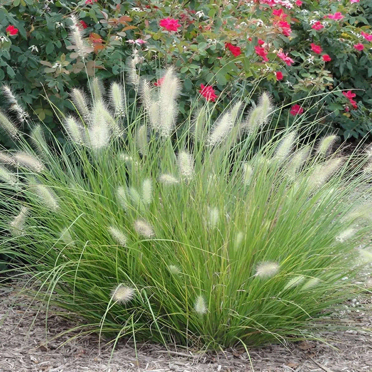Ziergras Pennisetum alopecuroides 'Little Honey' von Stauden Gänge, Zwerg Lampenputzergras mit goldgelben Halmen, im Garten.