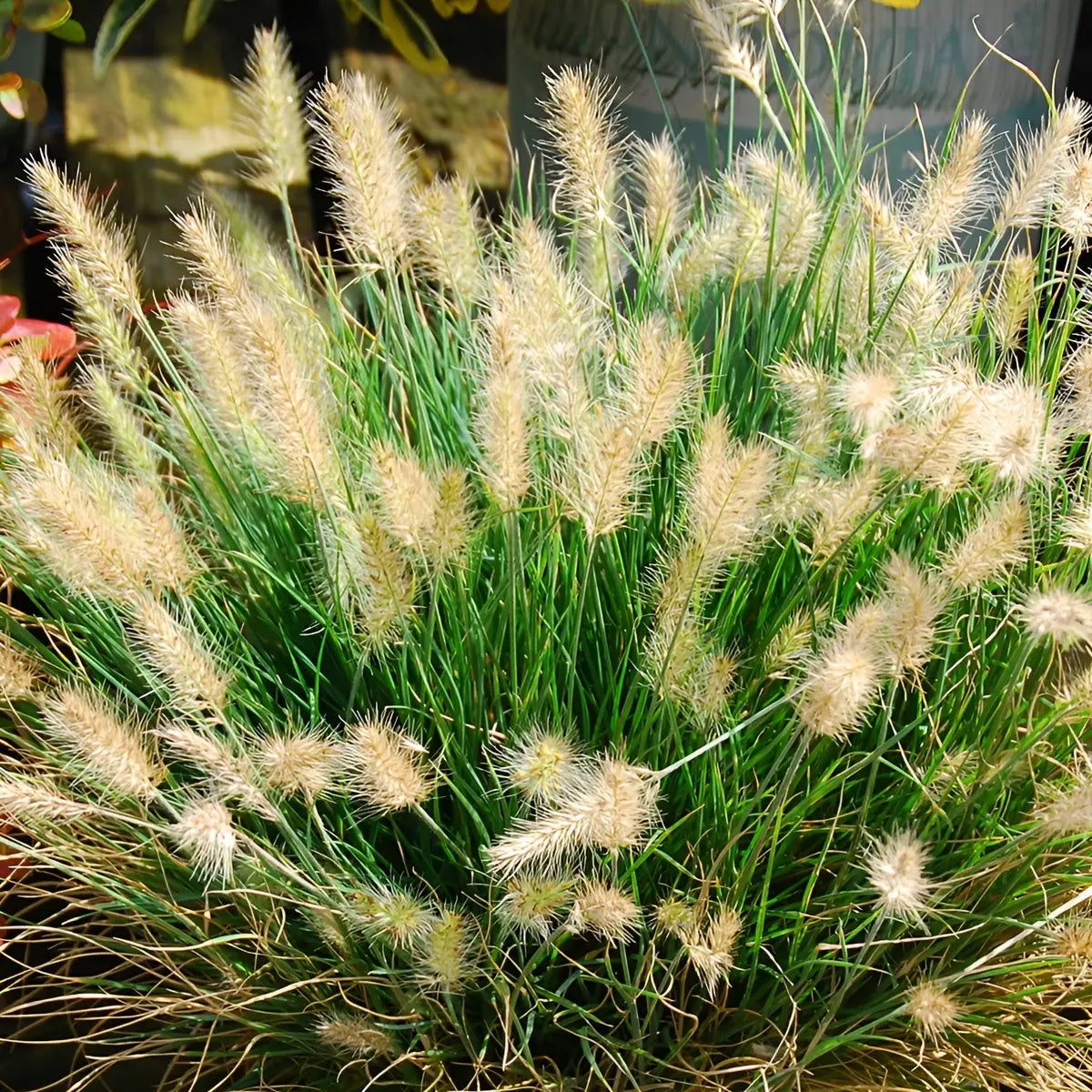 Ziergras Pennisetum alopecuroides 'Little Honey' von Stauden Gänge, Zwerg Lampenputzergras mit gelben Blütenständen im Garten.
