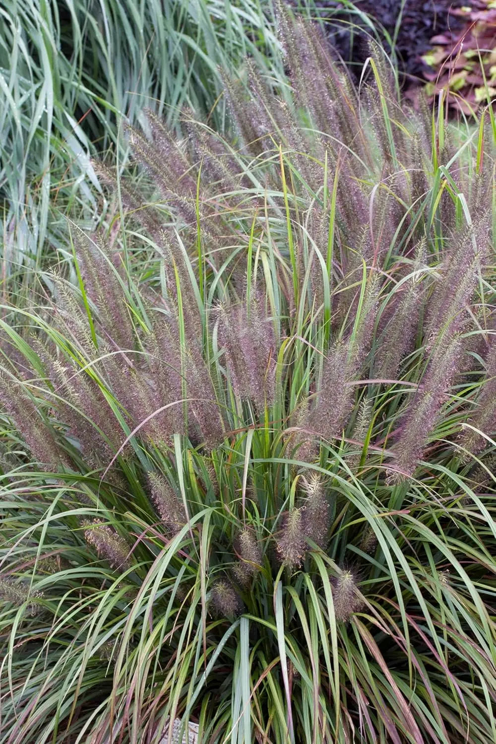 Schwarzes Lampenputzergras Pennisetum alopecuroides 'Moudry' im XXL-Topf, Ziergras von Stauden Gänge, detailreiche Aufnahme
